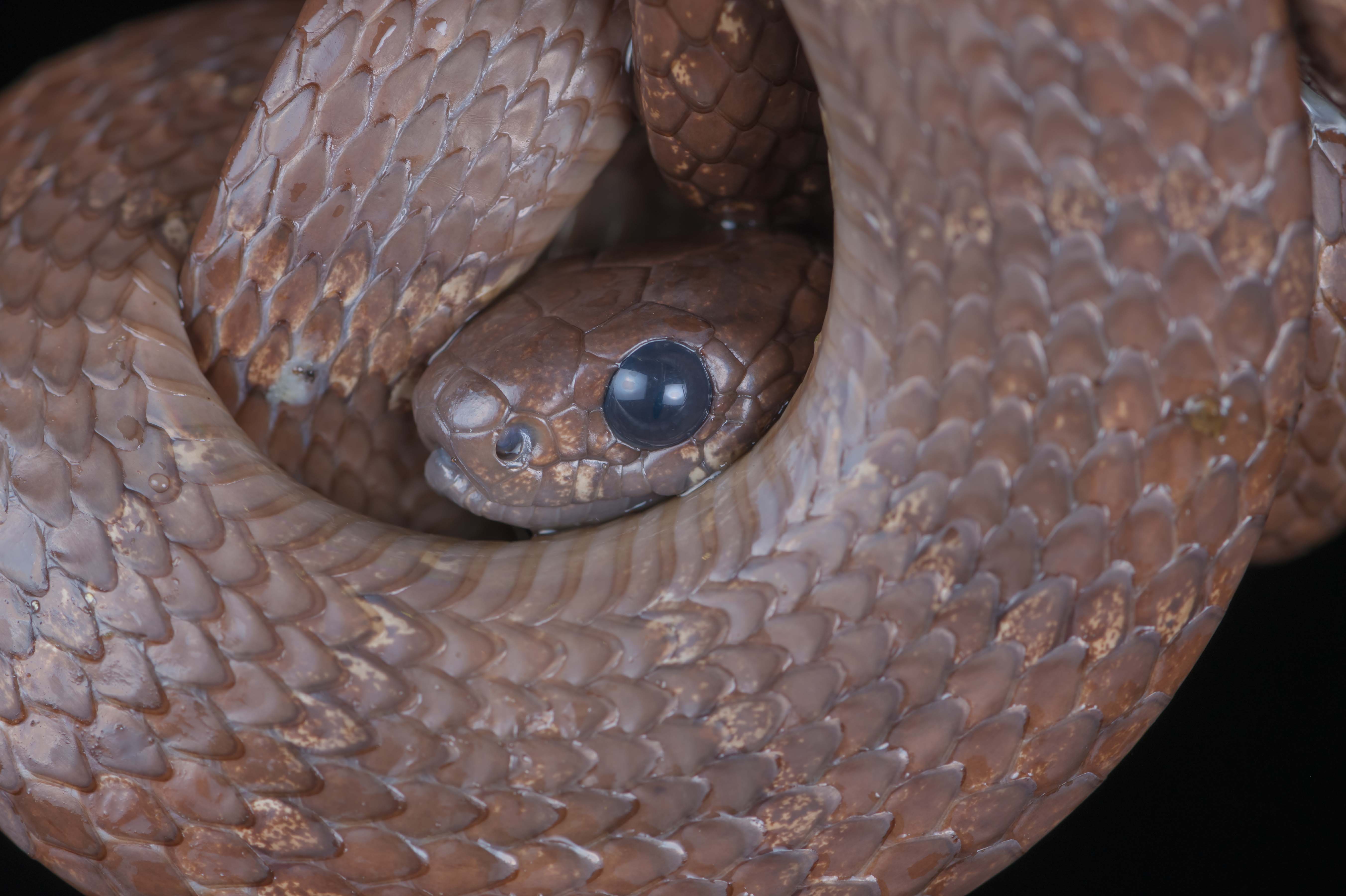 Dipsas snake low .jpg